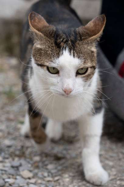 istock Lecques, France - 04 22 2023: A white tabby cat walking and staring ahead 1489232048