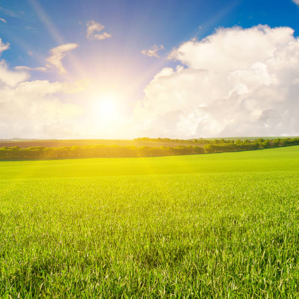 istock Green field and bright sunrise . 1489233221