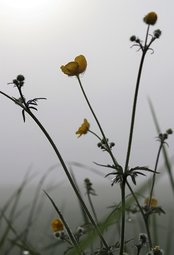 Buttercup flower (ranunculus bulbosus) with dew in early morning