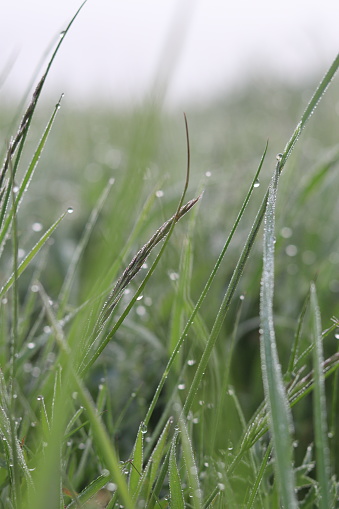 Drops of morning dew on grass blade shining in the sun.