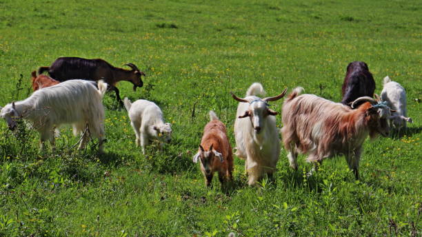 istock Domestic goats (Capra hircus) grazing on pasture with goatlings 1489234790