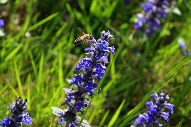 abelha polinizadora em uma flor silvestre bugleweed - ajuga - fotografias e filmes do acervo