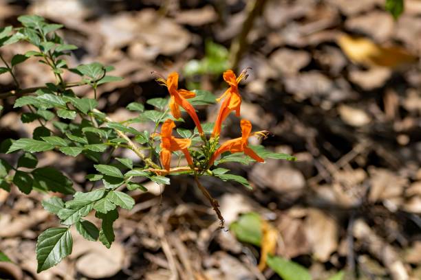 istock Flowers of a cape honeysuckle, Tecoma capensis 1489235018
