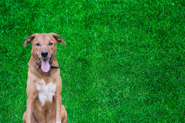 Portrait of Mixed breed dog on grass background. Looking at camera