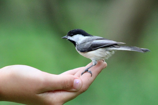 A young girl that is hand feeding a black capped chickadee that is perched on her finger.