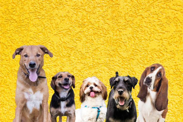 istock Row of different size and breed dogs on yellow background 1489236000