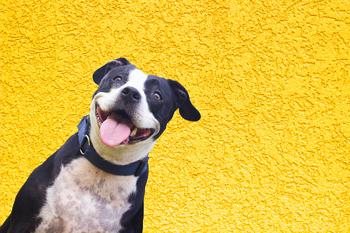 Joyful Canine on a Yellow Background with space for your text. Yellow brick wall