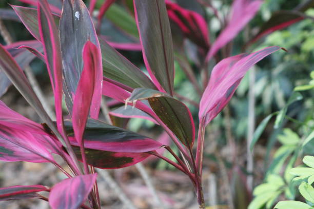 istock Cordyline Sister 1489236581