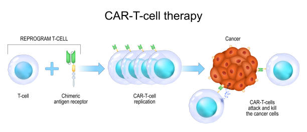 CAR T-cell therapy. cancer immunotherapy. vector art illustration