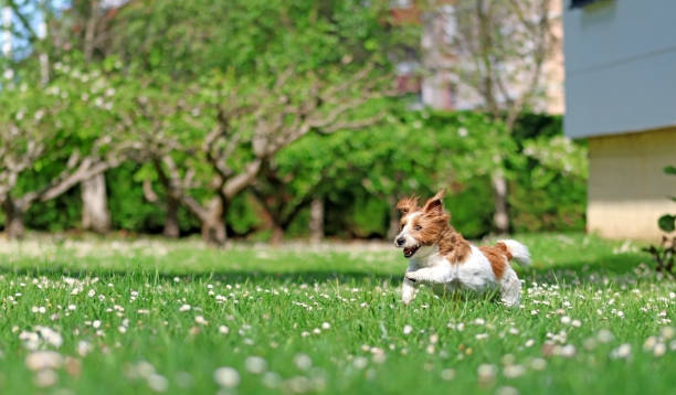 istock A dog running in a garden 1489237203