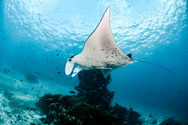 istock Reef Manta Ray flying in the blue water 1489239306