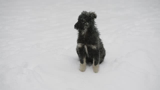 Abandoned lonely little dog on freezing cold snow fall in slow motion