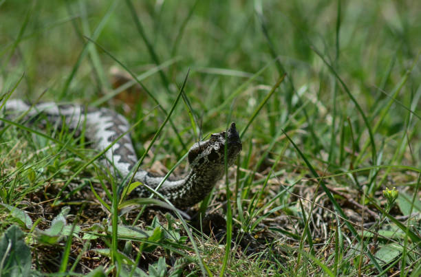 istock A viper snake crawls through the green grass with its head held high 1489241301