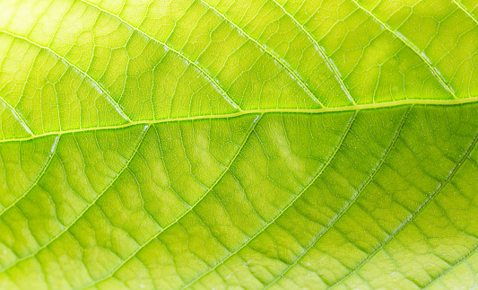 Beautiful abstrack green leaf in nature texture concept