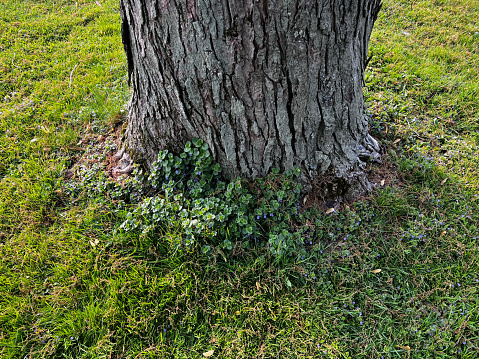 detail photo of the bottom of a tree with nice roots, moss and leafs on the ground.