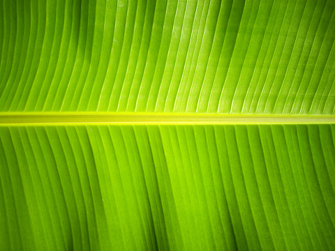 Beautiful Banana green leaf closeup background. closeup of banana leaf texture, green and fresh, in a park. Beautiful and orderly From the lines of stripe pattern of banana leaves.