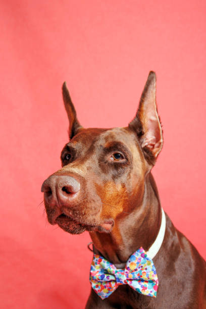 istock Brown Dobermann dog photo shooting in studio 1489247427