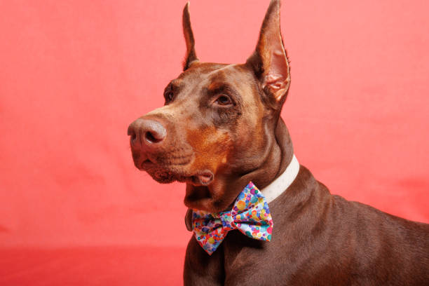 istock Brown Dobermann dog photo shooting in studio 1489247447