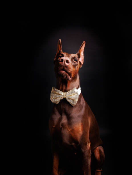 istock Brown Dobermann dog photo shooting in studio 1489247471