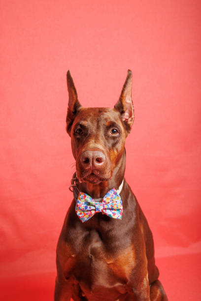 istock Brown Dobermann dog photo shooting in studio 1489247482