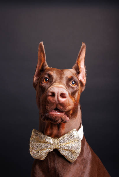 istock Brown Dobermann dog photo shooting in studio 1489247505