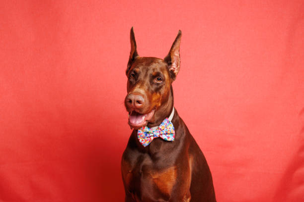 istock Brown Dobermann dog photo shooting in studio 1489247549