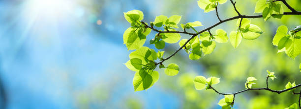 istock Close-up Of Fresh Green Leaves 1489247855