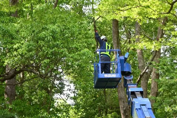 Scene of felling the branches of a large tree in a park using a crane for high-altitude work.