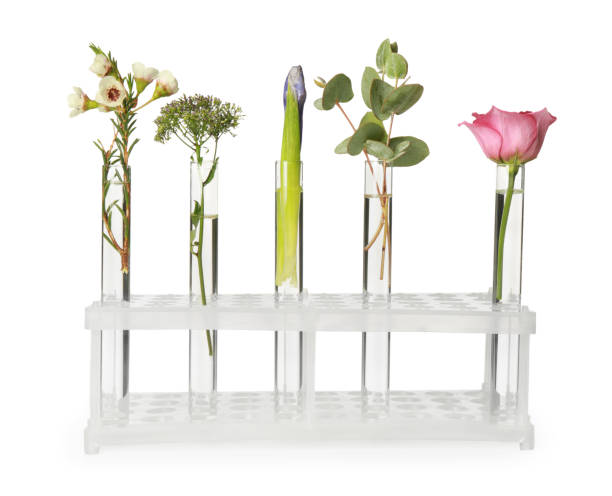 Different plants in test tubes on white background