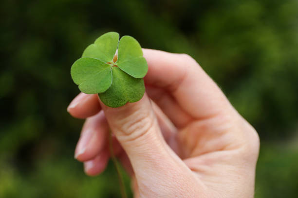 istock Woman holding beautiful green four leaf clover outdoors, closeup 1489248556