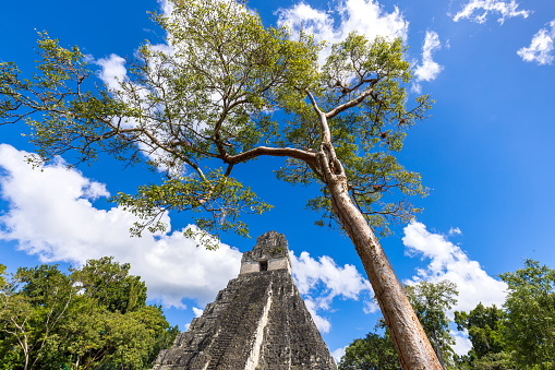Ancient Mayan Tikal Pyramids in Guatemala, a major tourist attraction.