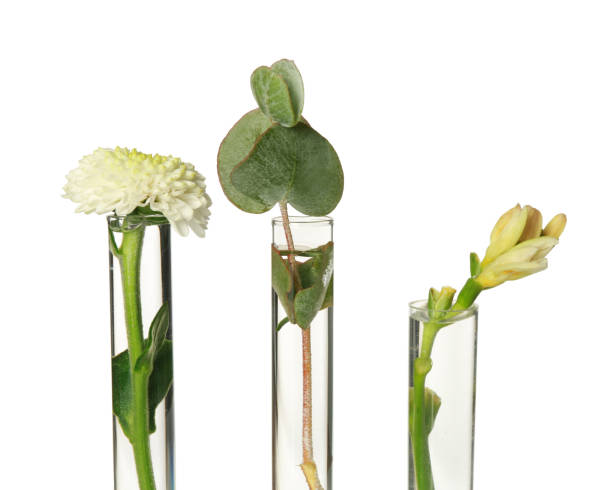 istock Different plants in test tubes on white background 1489248805