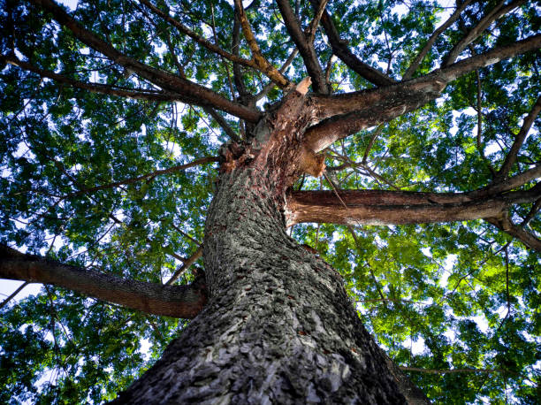 istock Close-up view of the old and big tree 1489249805