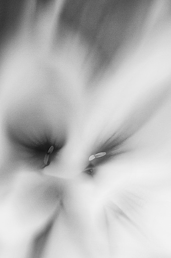Macro photography of the pistils of a flower in black and white with a slight blur