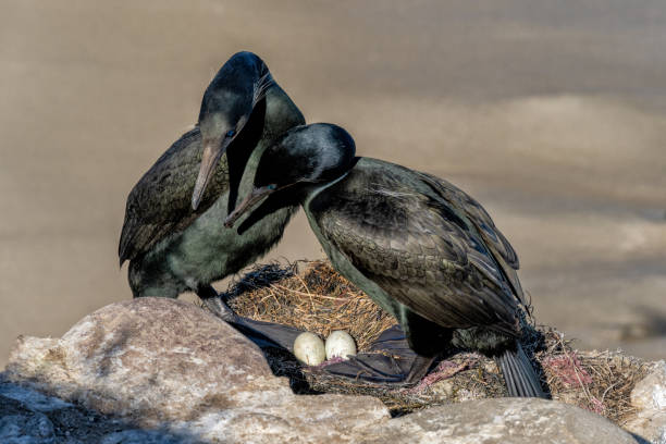 A pair of cormorants protect a nest and eggs.