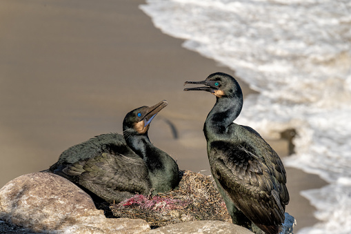A pair of cormorants protect a nest and eggs.