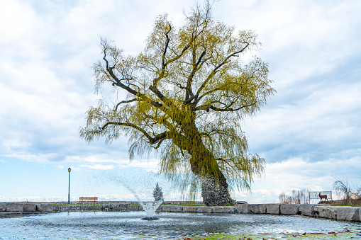 A willow tree blowing in a strong wind by Springfield lake in Ohio