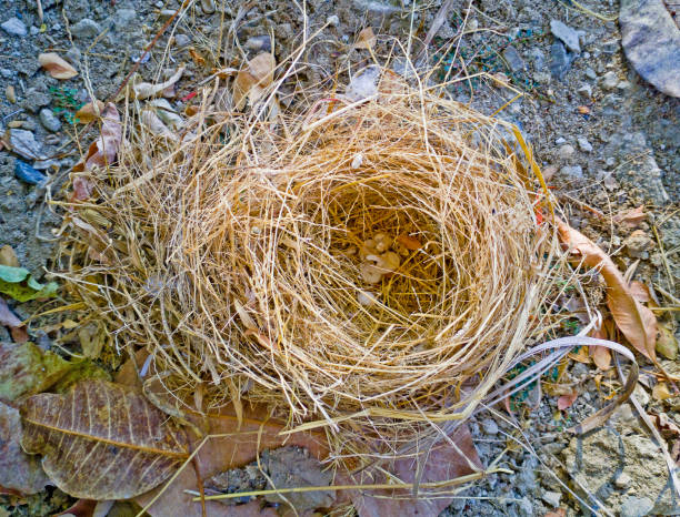 istock The bird's nest that fell from the tree lay on the ground 1489251324
