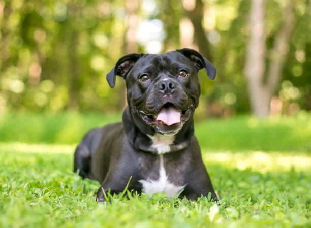 istock A Terrier mixed breed dog relaxing outdoors in the grass 1489253837