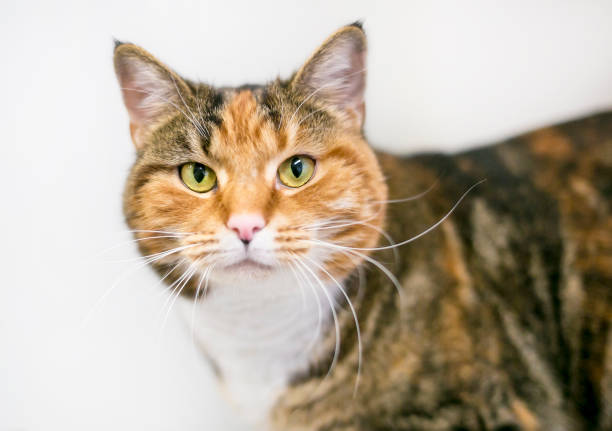 istock A Calico tabby shorthair cat on a white background 1489253850