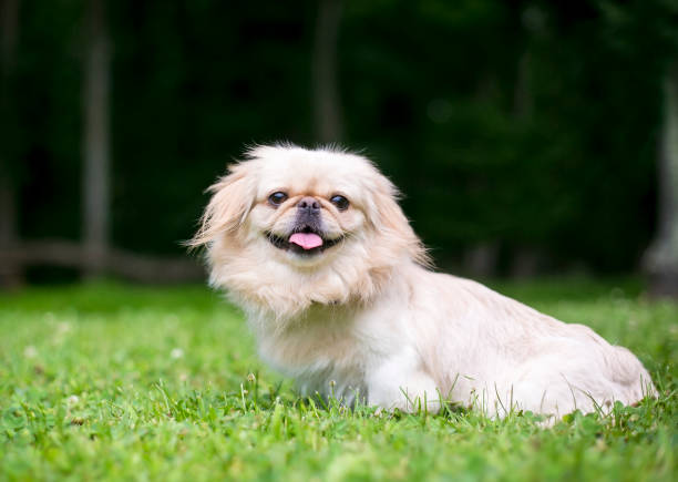 A Pekingese dog sitting outdoors