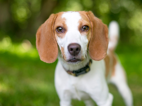 A beautiful hound dog sits on a green grass lawn looking at the camera,  with sunlight backlighting her head.  Horizontal with copy space.