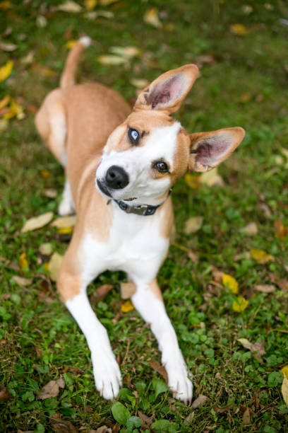 A red and white Terrier mixed breed dog with heterochromia in its eyes stock photo