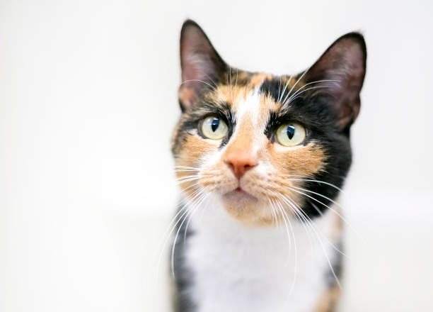 istock A Calico shorthair cat 1489253914