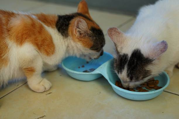 istock White and orange cats enjoying food 1489254967