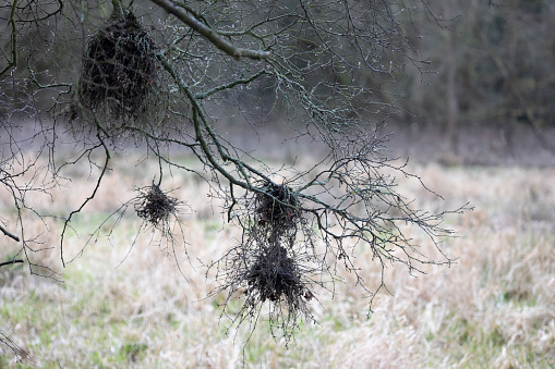 Witches Brooms in a birch tree in Norfolk, England, United Kingdom. A disease caused by microorganisms, and are therefore technically a type of gall. Its thought that witches brooms are caused by fungal, viral or bacterial activity