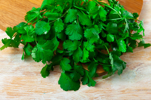 Fresh fragrant bunch of cilantro on a wooden surface, cooked for cooking. Close-up image