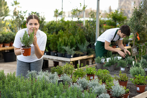 Cheerful young woman choosing green fragrant potted rosemary in greenhouse