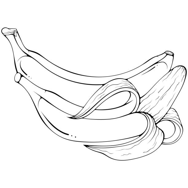 ilustrações, clipart, desenhos animados e ícones de arte da linha de bananas inteiras e descascadas - banana peeled banana peel white background