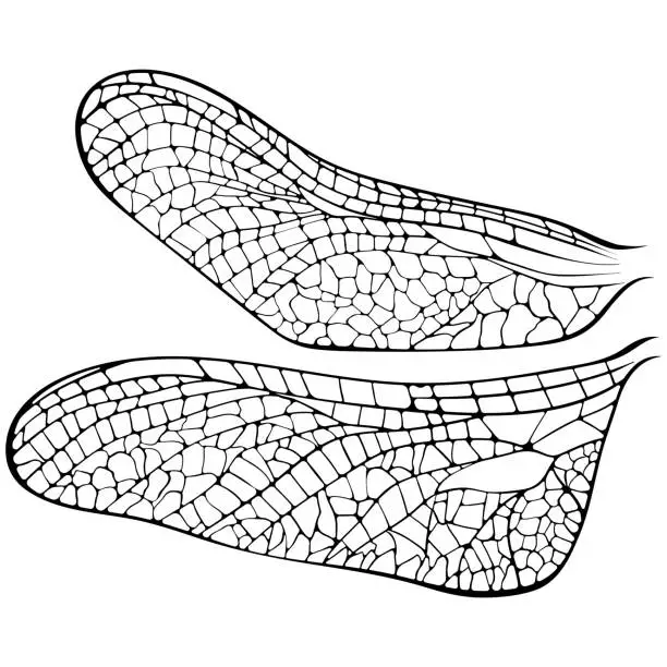Vector illustration of Dragonfly wings line art